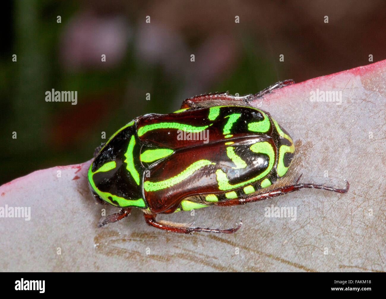 Australische Geiger / Käfer Eupoecila Australasiae, Skarabäus-Käfer mit dekorativen hellen grünen und schwarzen Muster auf Shell Blume Stockfoto