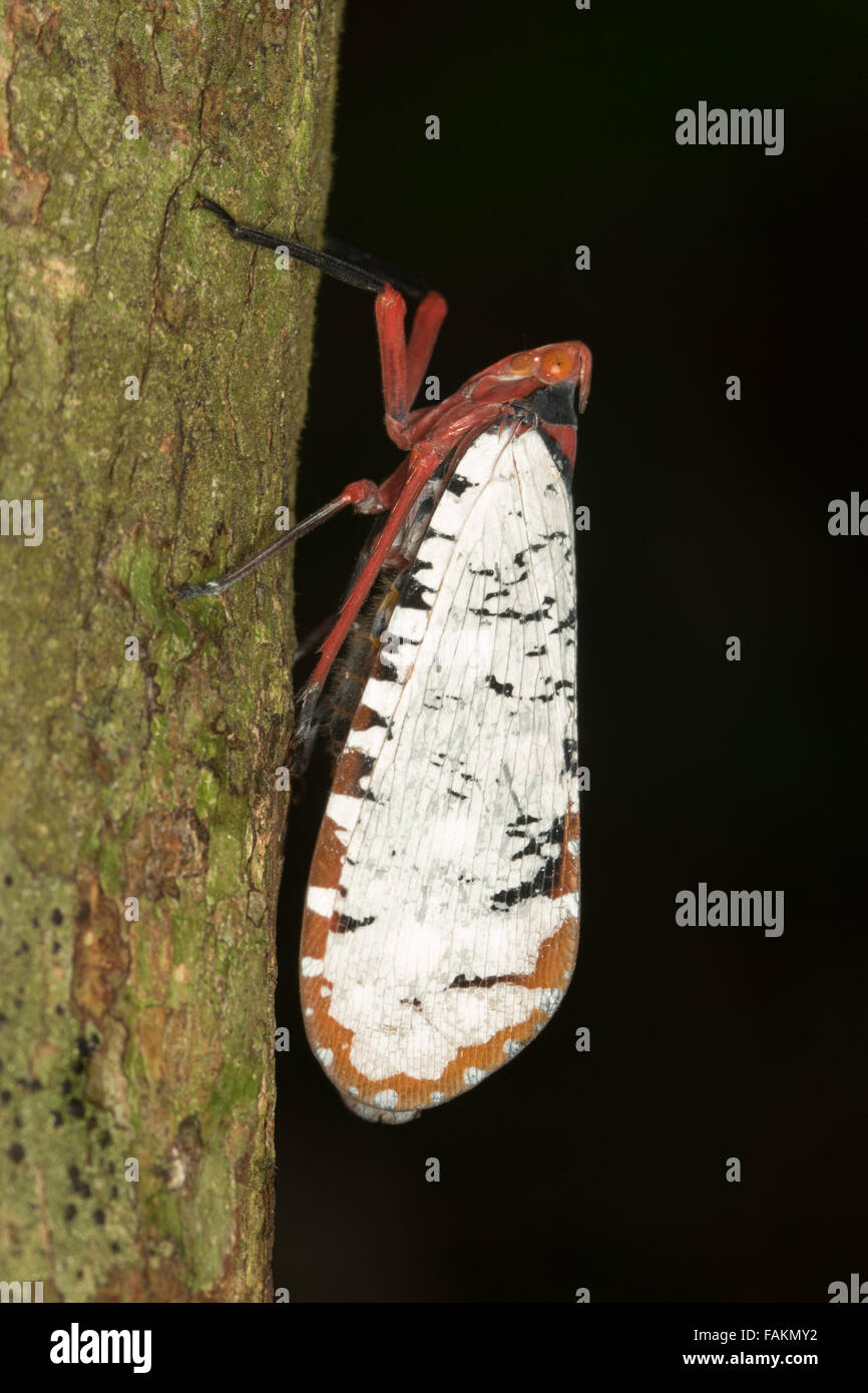 Aphaena Dissimilis Laterne Bug im Nationalpark Khao Yai, Thailand. Stockfoto