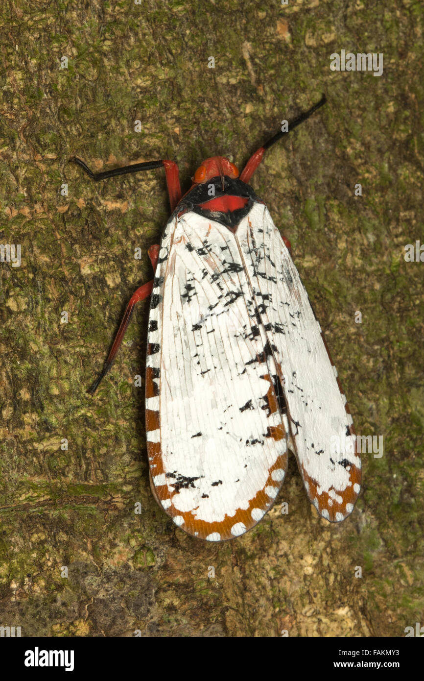 Aphaena Dissimilis Laterne Bug im Nationalpark Khao Yai, Thailand. Stockfoto