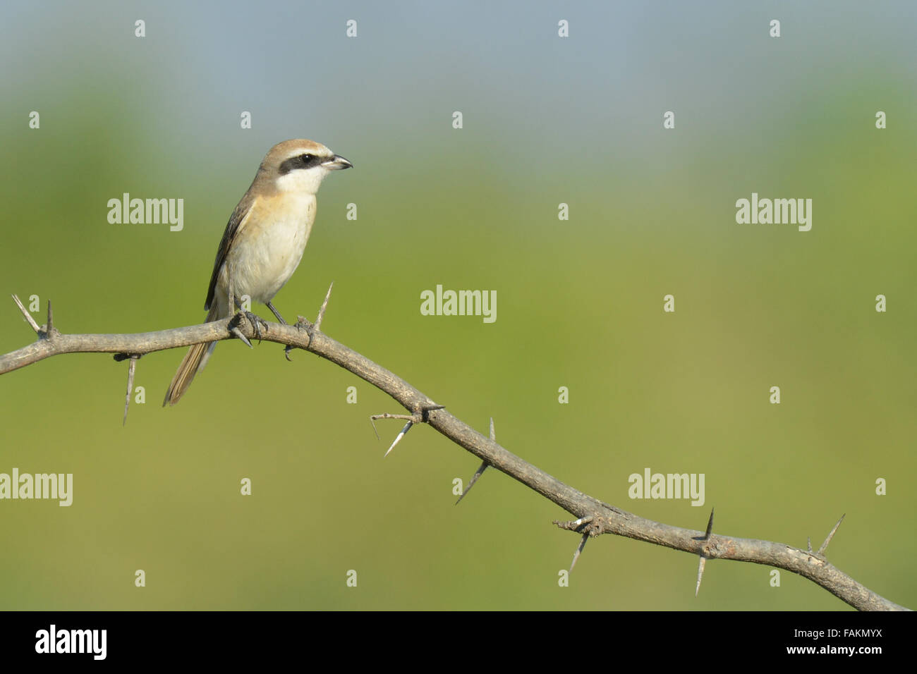 Der braune Würger (Lanius Cristatus) ist ein Vogel in der Familie der Würger, die in Thailand gefunden wird. Stockfoto