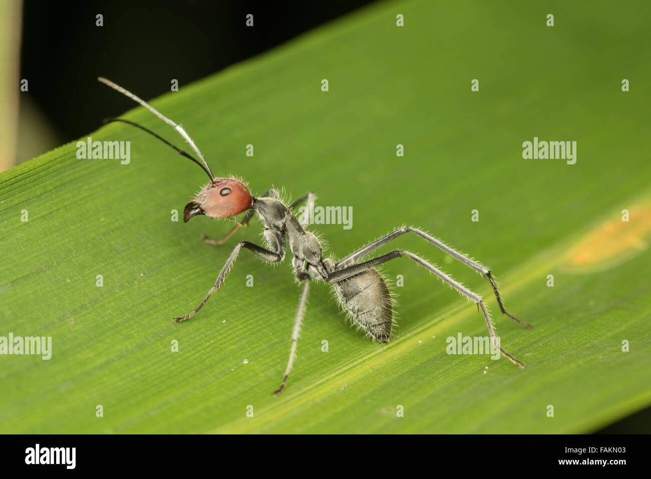 Kaeng Krachan National Park, Thailand. Stockfoto