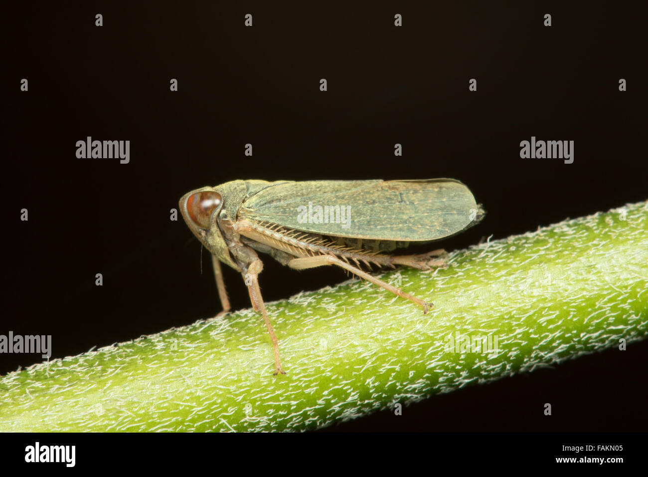 Cicadellidae, Planthopper in Kaeng Krachan National Park, Thailand. Stockfoto