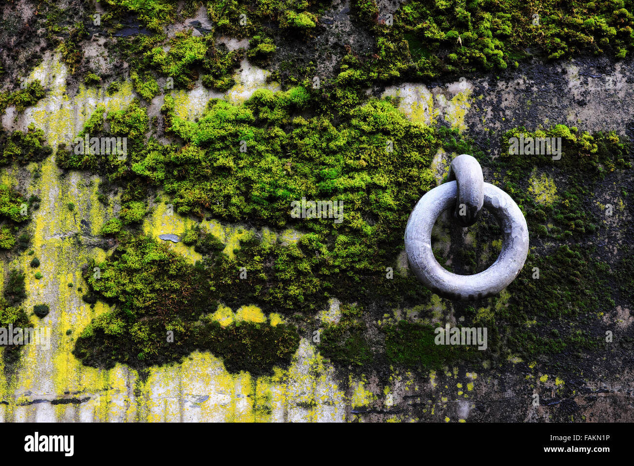 Stahldübel Ring auf Moos und Algen bedeckt Betonbunker Wand, Artillerie Hill, Fort Worden State Park, Port Townsend Stockfoto