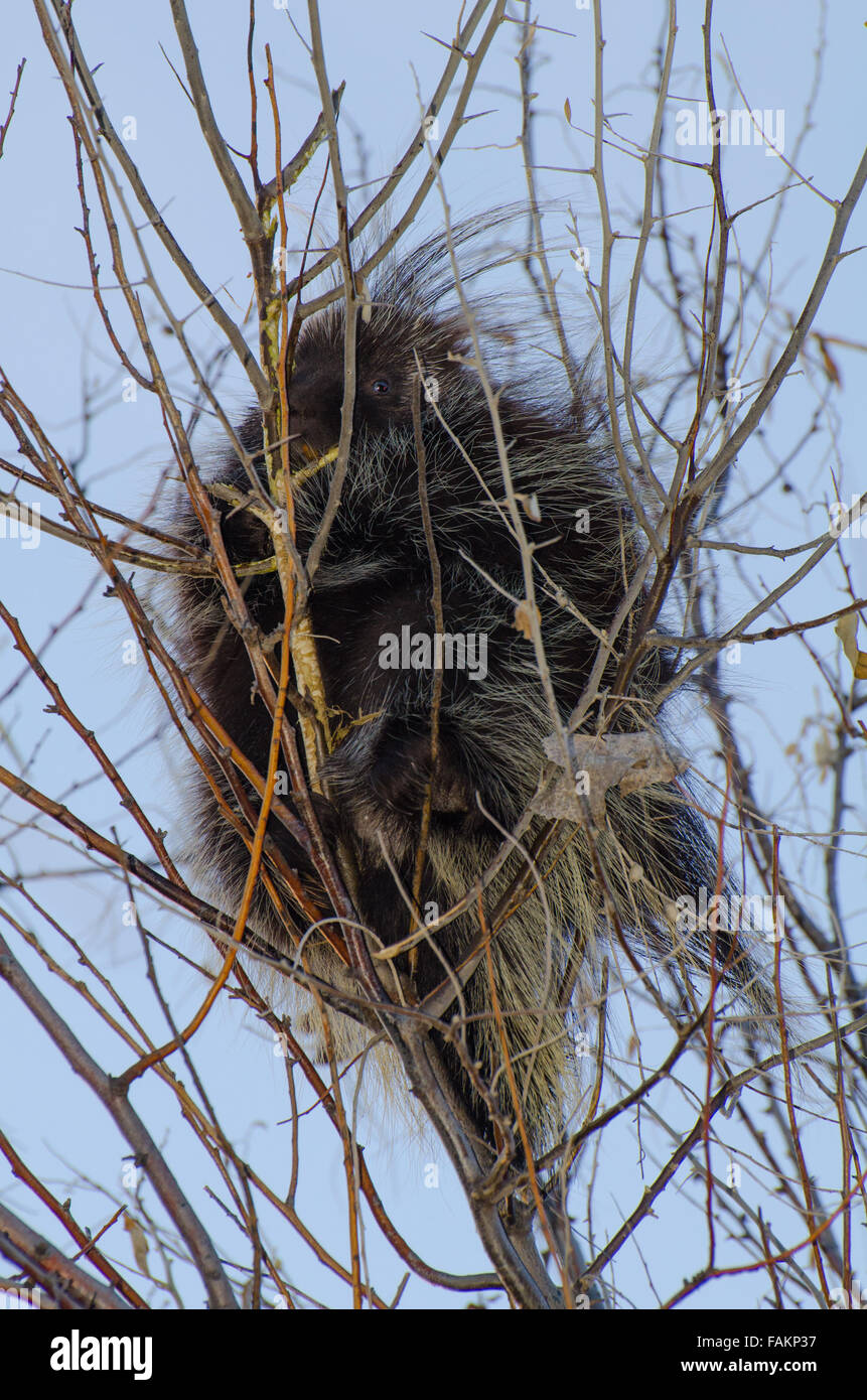 Urson, Erethizon Dorsatum), Essen, russische Olive Rinde.  Rio Grande Bosque in Albuquerque, New Mexico, USA. Stockfoto