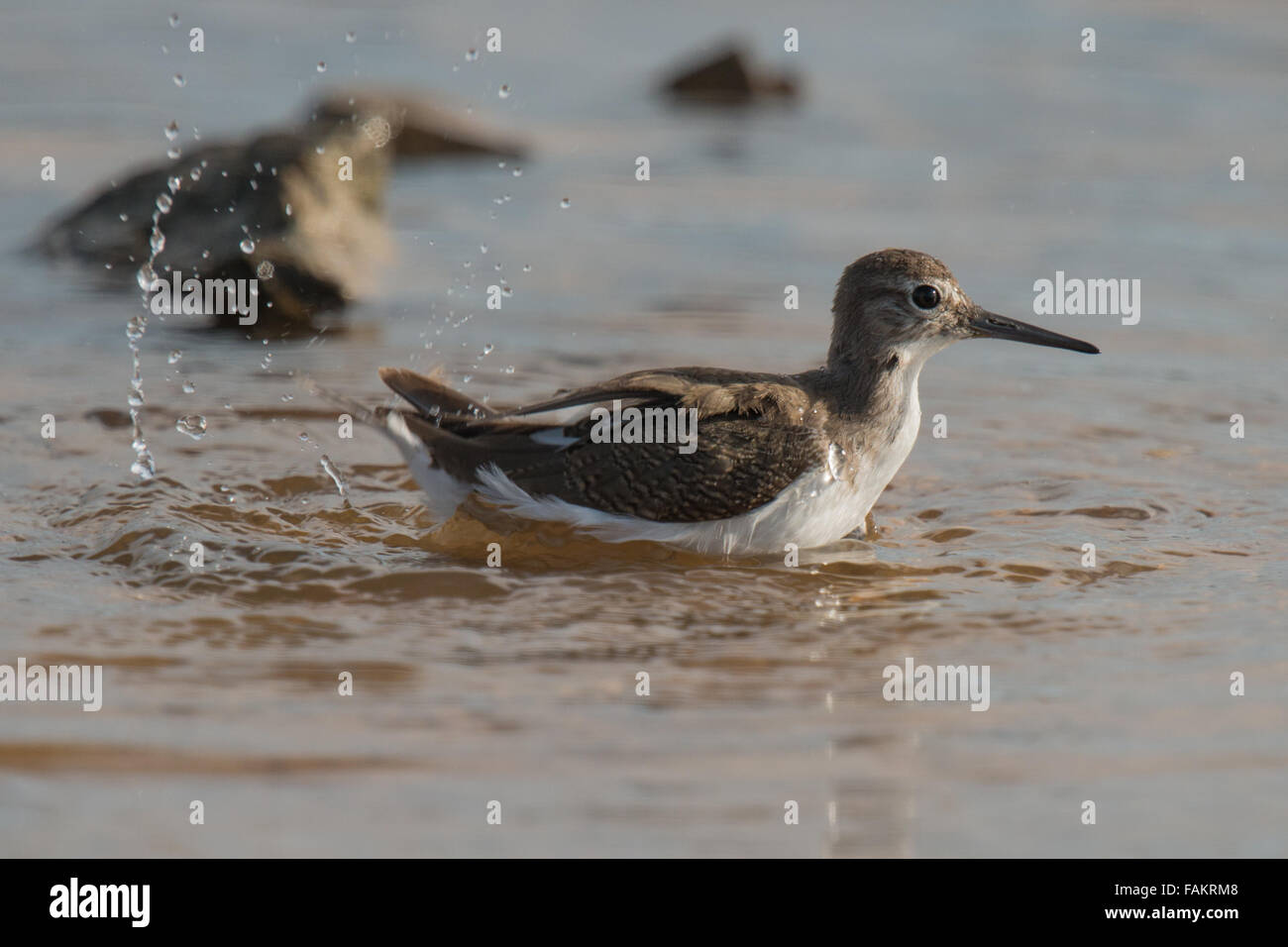 Das grüne Sandpiper (Tringa Ochropus) ist ein kleiner Watvogel (Shorebird) der alten Welt. Stockfoto