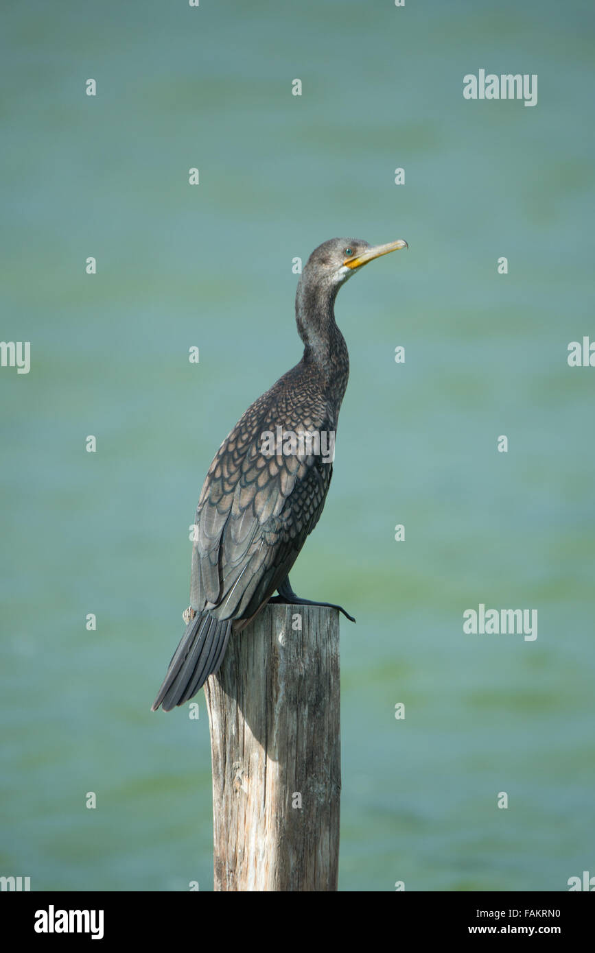 Die indische Kormoran oder indischen Shag (Phalacrocorax Fuscicollis) ist ein Mitglied der Kormoran Familie. Stockfoto