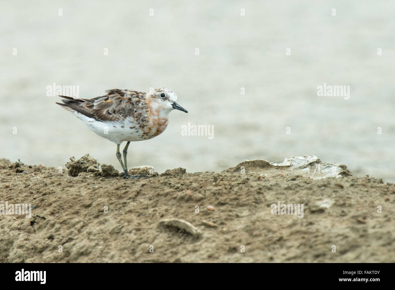 Die rot-necked Pensum (Calidris Ruficollis) ist eine kleine wandernde Watvogel. Pak Thale, Thailand. Stockfoto