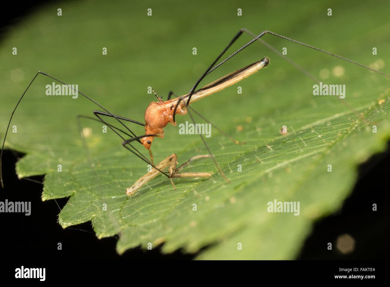 Assassin Bugs verwenden, piercing, saugen Mundwerkzeuge zu füttern, und lange, schlanke Antennen haben. Stockfoto