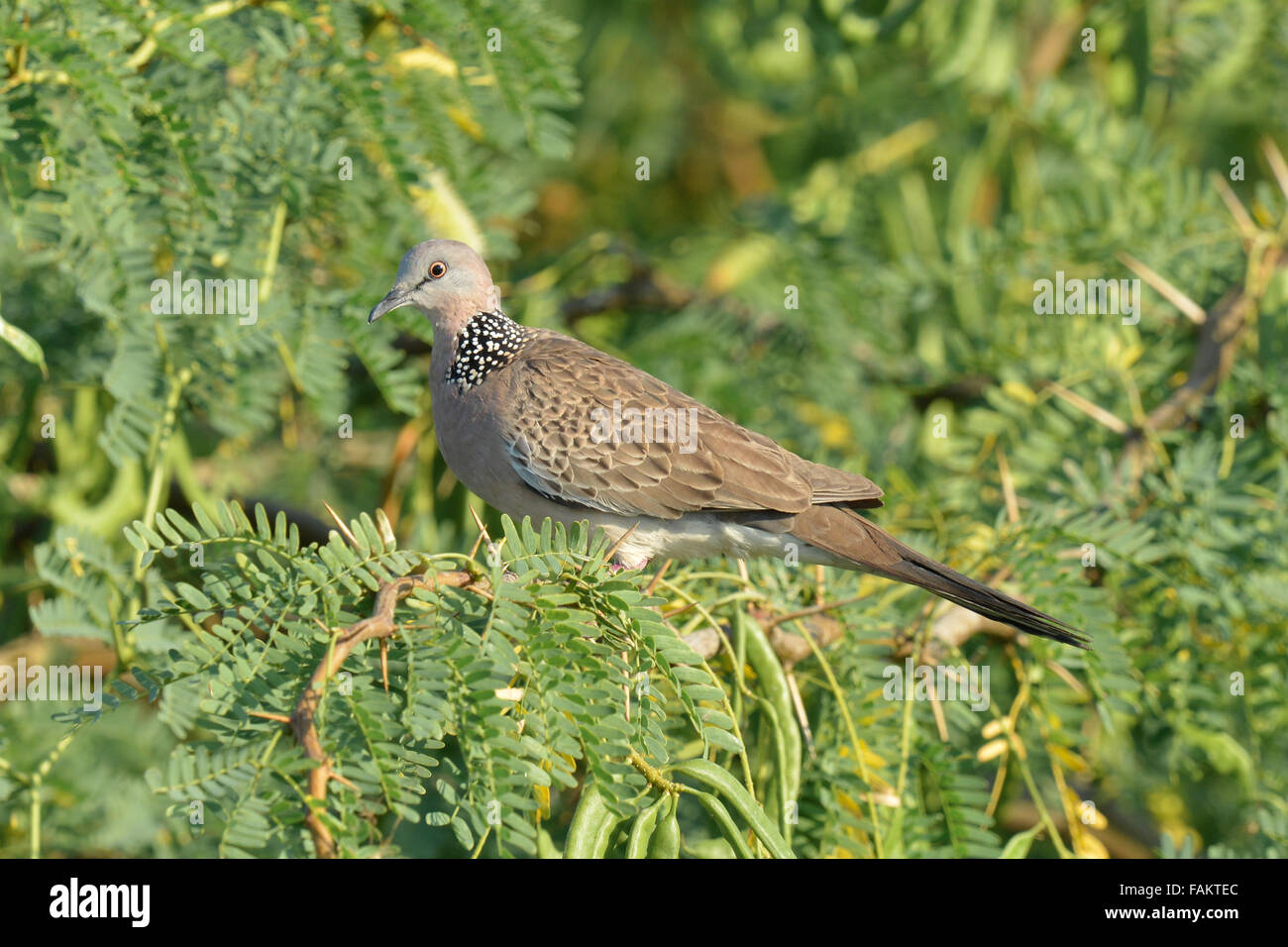 Die gefleckte Taube (Spilopelia Chinensis) ist eine kleine und etwas langschwänzigen Taube ist eine gemeinsame in Thailand Stockfoto