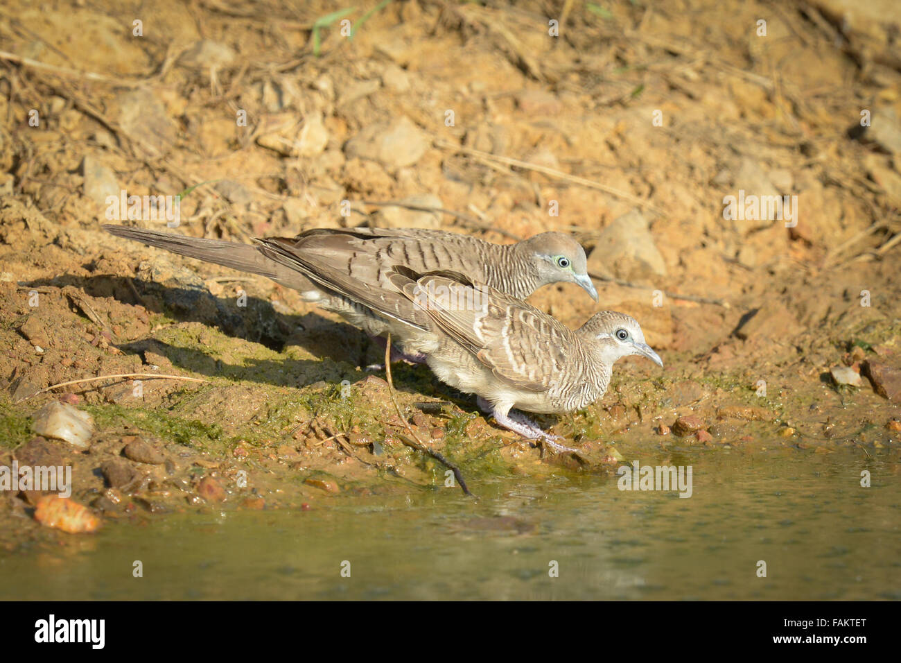 Zebra Taube (Geopelia Striata) auch bekannt als verjährt Boden Taube, ist ein Vogel der Familie Taube ONCFS, ursprünglich aus Südost Stockfoto