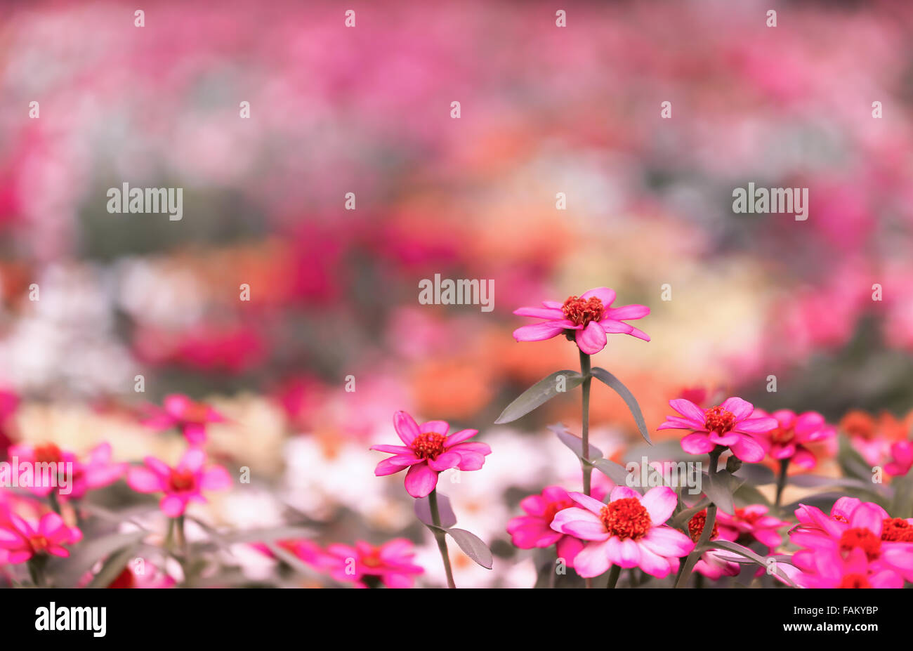 Der Garten hat viele bunte Gänseblümchen Blumen, die vor allem in pink ist hautnah und Hintergrund weichzeichnen Stockfoto