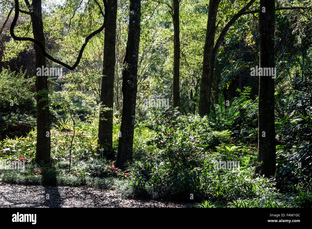 Gainesville Florida, Kanapaha Botanical Gardens, Pflanzen, Bäume, Natur, Besucher reisen Reisen Reise Tourismus Tourismus Wahrzeichen Kultur Kultur Kultur, Stockfoto
