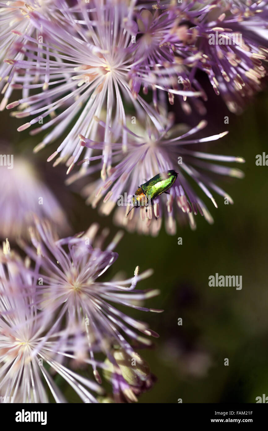 Anthaxia nitidula, Juwelenkäfer auf Thalictrum aquilegiifolium, Bug auf Blumenkäfer Stockfoto