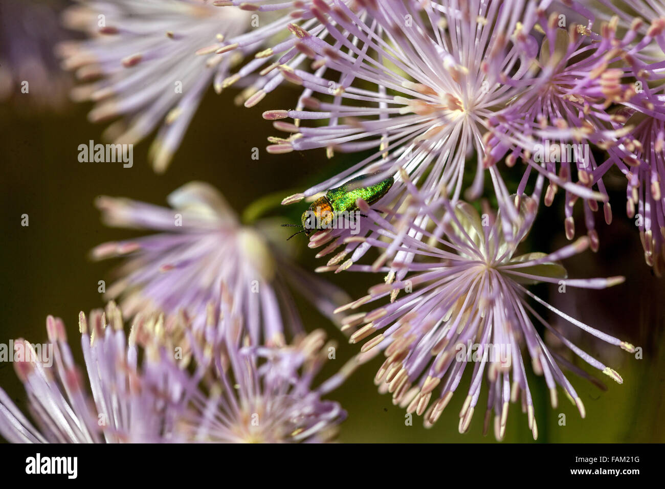 Anthaxia Nitidula, Juwel Käfer auf Thalictrum aquilegiifolium Stockfoto