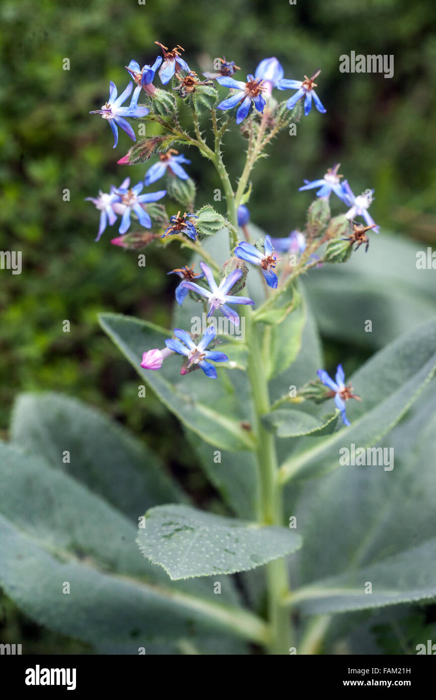 Caccinia Macranthera var. Glauca Blüte Stockfoto