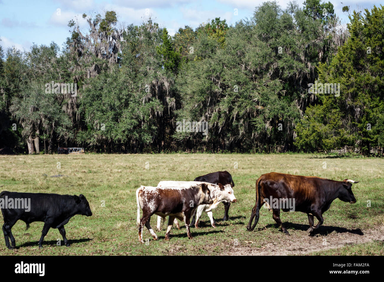 Gainesville Florida, Dudley Farm State Park, Homestead and Living History Museum, Eigentum, Rinder, Kühe, Weide, Besucher reisen auf Reisen touristisch Stockfoto