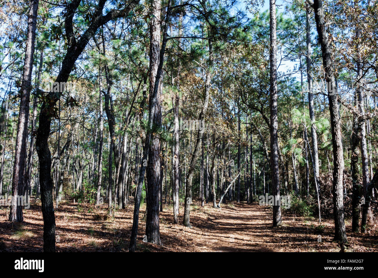 Gainesville Florida, San Felasco Hammock State Park, natürliche Landschaft, Natur, Wanderweg, Kiefernwald, Bäume, Besucher reisen Reisetour Touristen-Touren Stockfoto