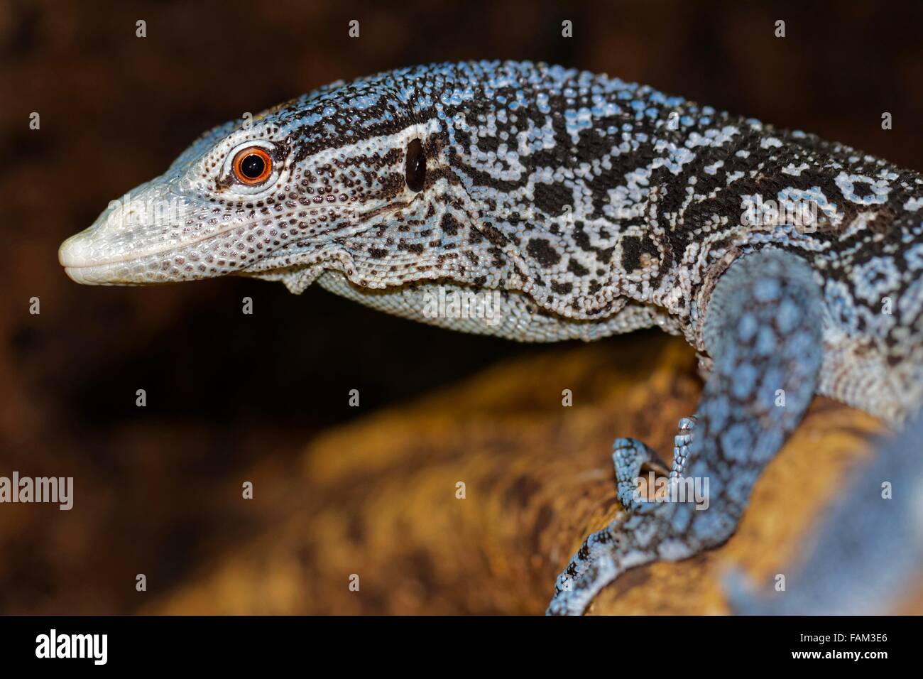 Männlicher blauer Baum Waran (Varanus Macraei) Stockfoto