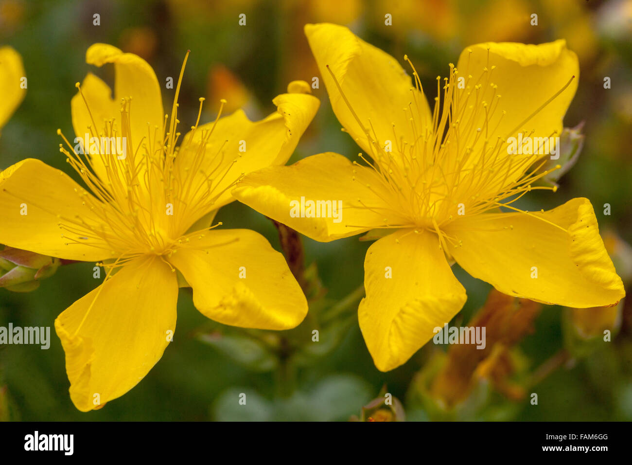 Hypericum Polyphyllum Steingarten Johanniskraut Bluht Stockfoto