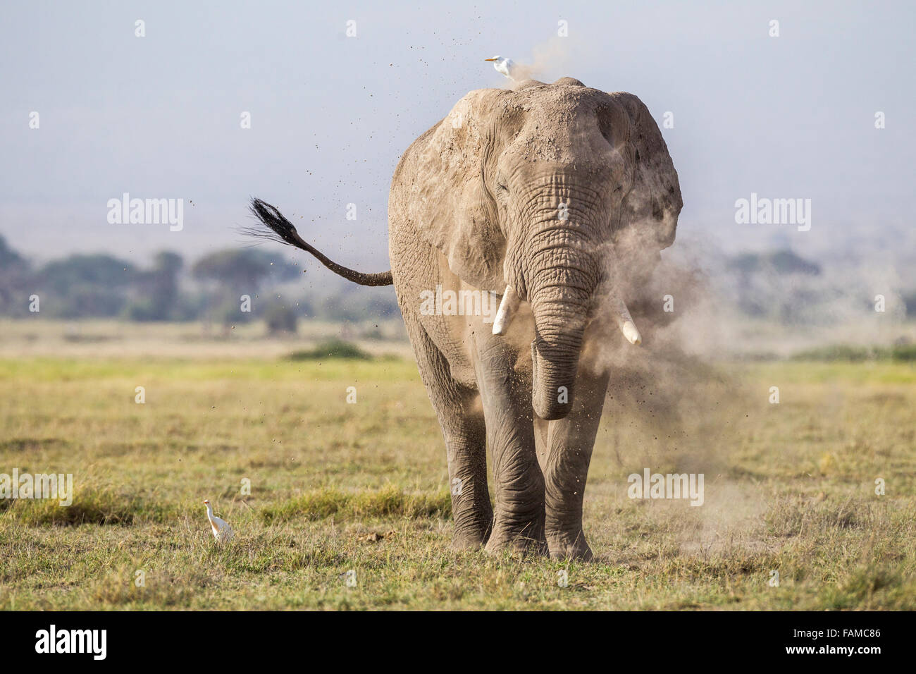 Einen Elefanten Baden Staub in den Amboseli Nationalpark, Kenia, Ostafrika Stockfoto