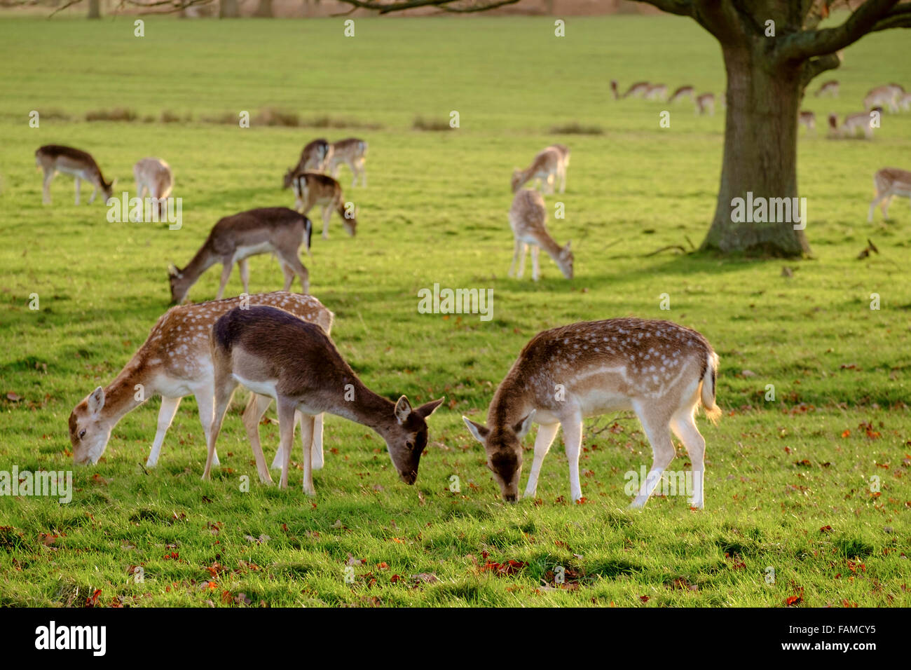 Richmond Park, in Richmond upon Thames, wurde von Charles erstellt, die ich im 17. Jahrhundert als Deer Park. Der größte der königlichen Parks in London. Stockfoto
