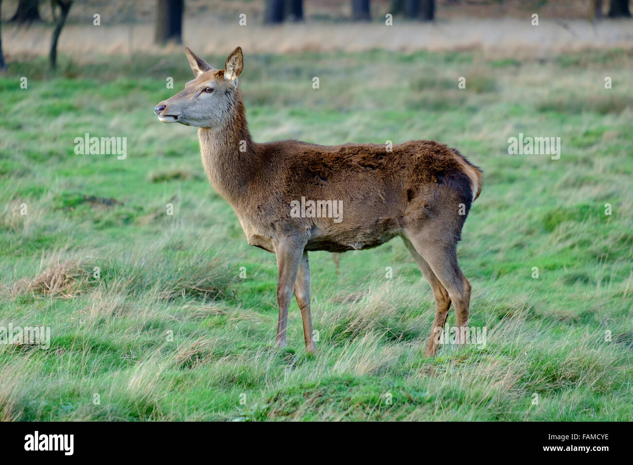 Richmond Park, in Richmond upon Thames, wurde von Charles erstellt, die ich im 17. Jahrhundert als Deer Park. Der größte der königlichen Parks in London. Stockfoto