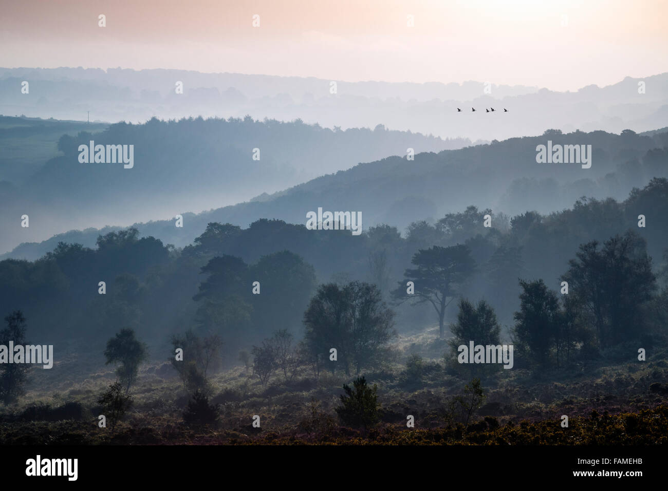 Eine Ferne Herde Gänse fliegen über die nebligen Wald Landschaft des Exmoor National Park. Stockfoto