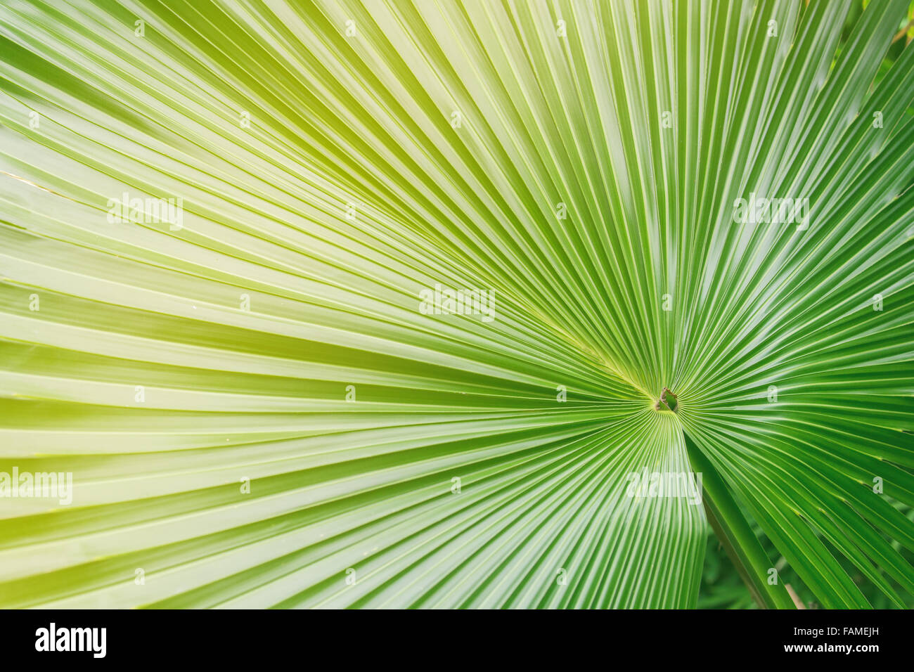Großen Palmblatt in grünen und gelben Farbe Stockfoto