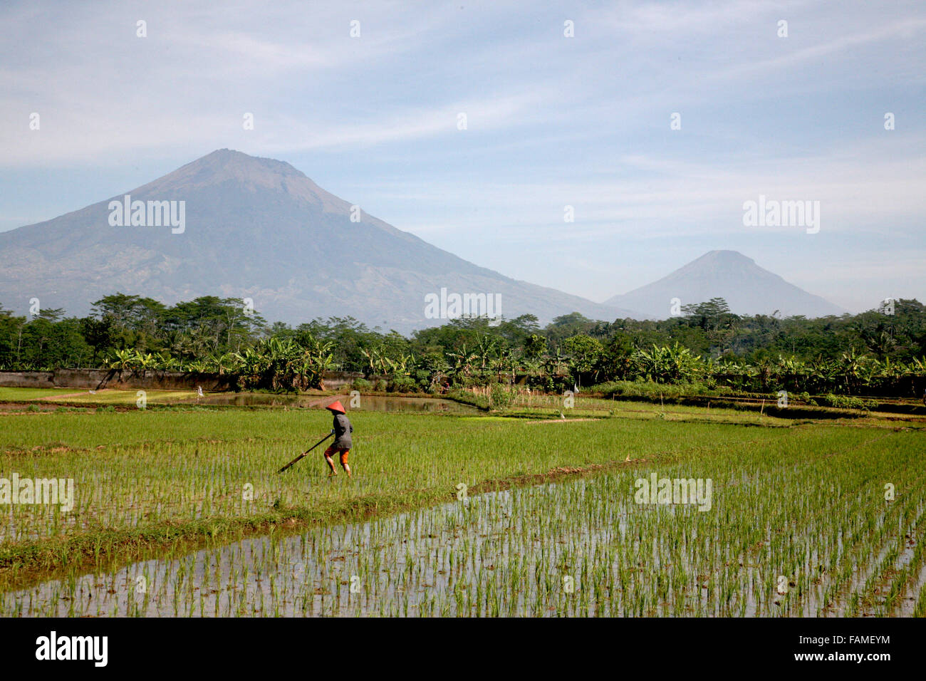 Zentral Java Indonesien Magelang Pflanzen Reis auf den Ebenen zwischen den vielen Vulkanen der Gegend.  Adrian Baker Stockfoto