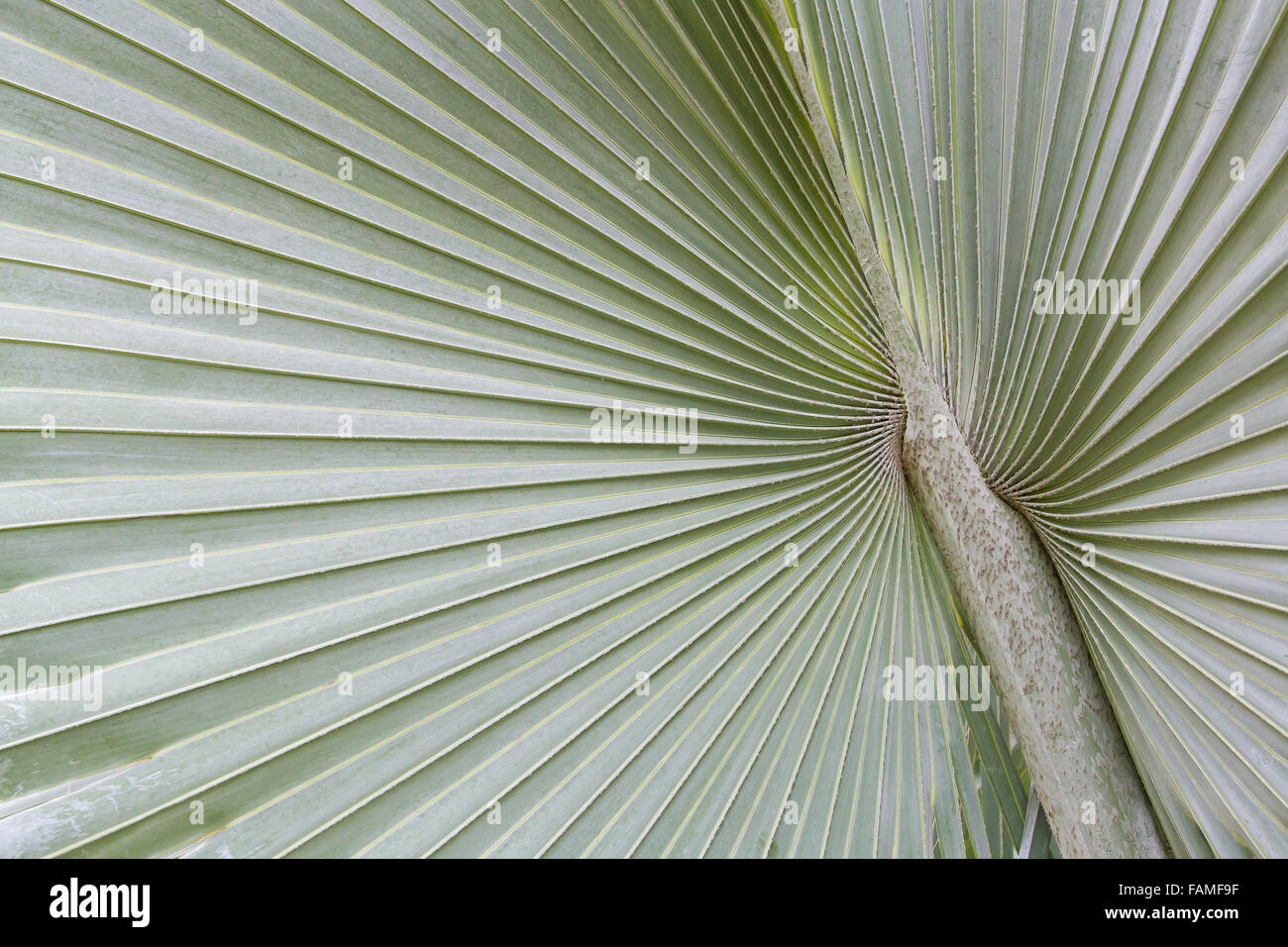Die großen Palmblatt erweitern Surround vom Zentrum Stockfoto
