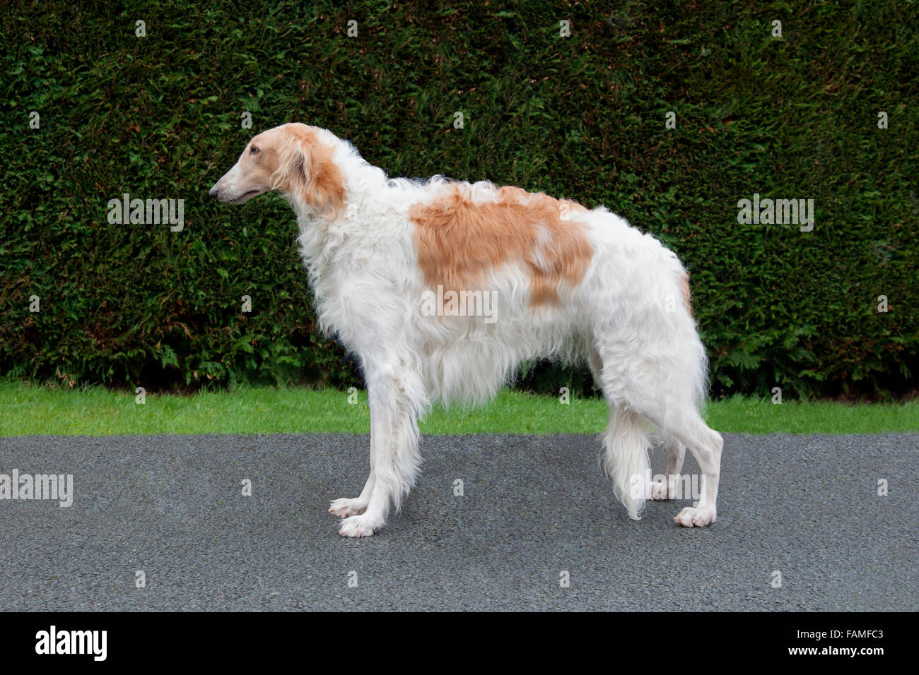 Russian Wolfhound Stockfoto