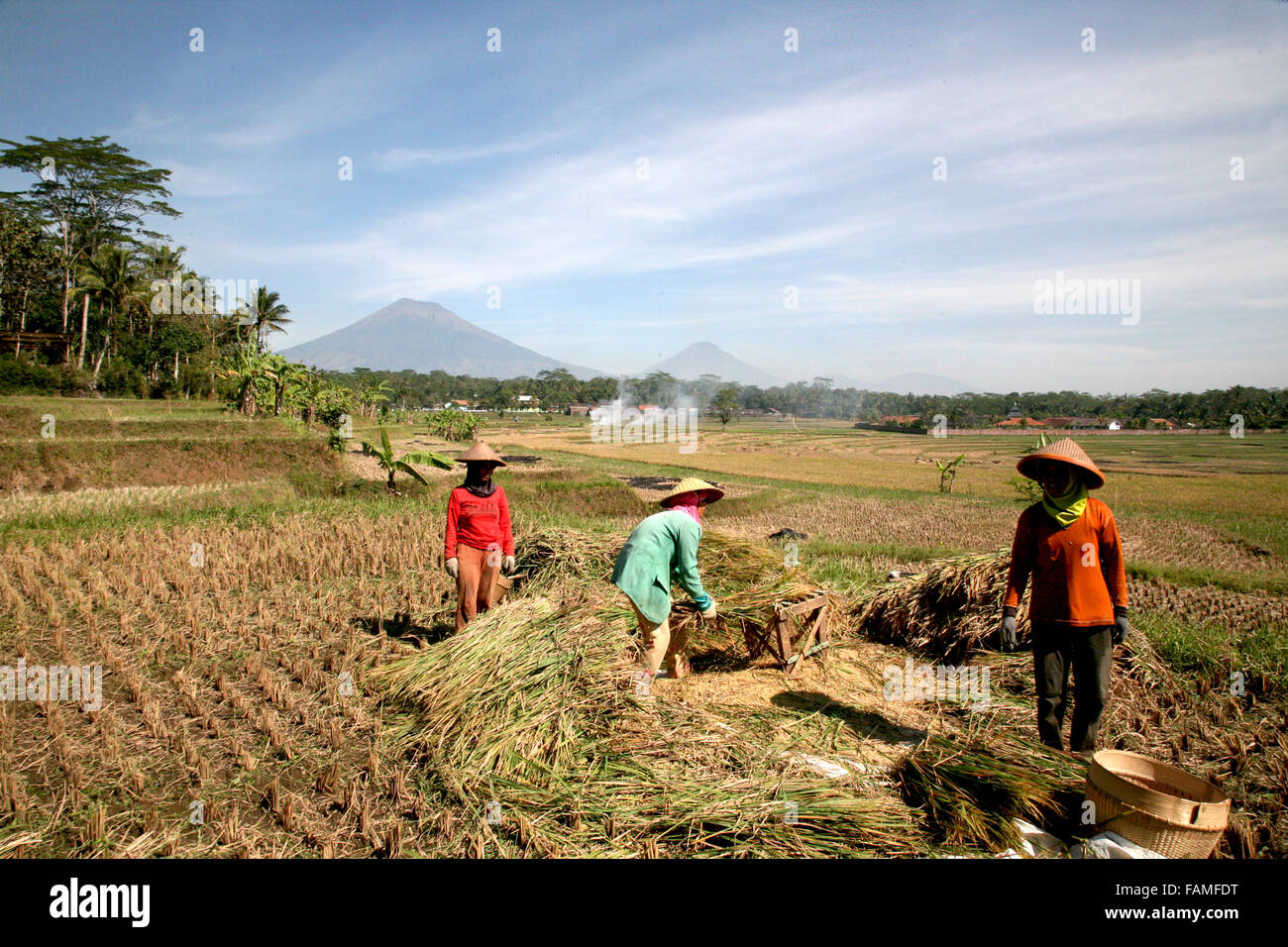 Indonesien Zentral Java Magelang der Reisernte auf den Ebenen zwischen den vielen Vulkanen der Gegend.  Adrian Baker Stockfoto