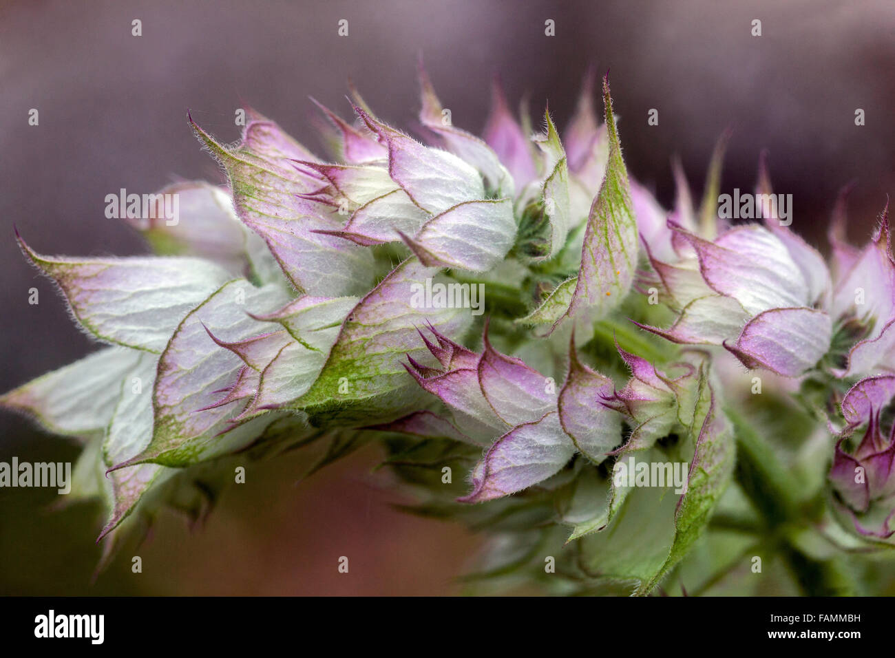 Salvia Sclarea Blume, Clary Sage Nahaufnahme Blume Knospe auf Stockfoto