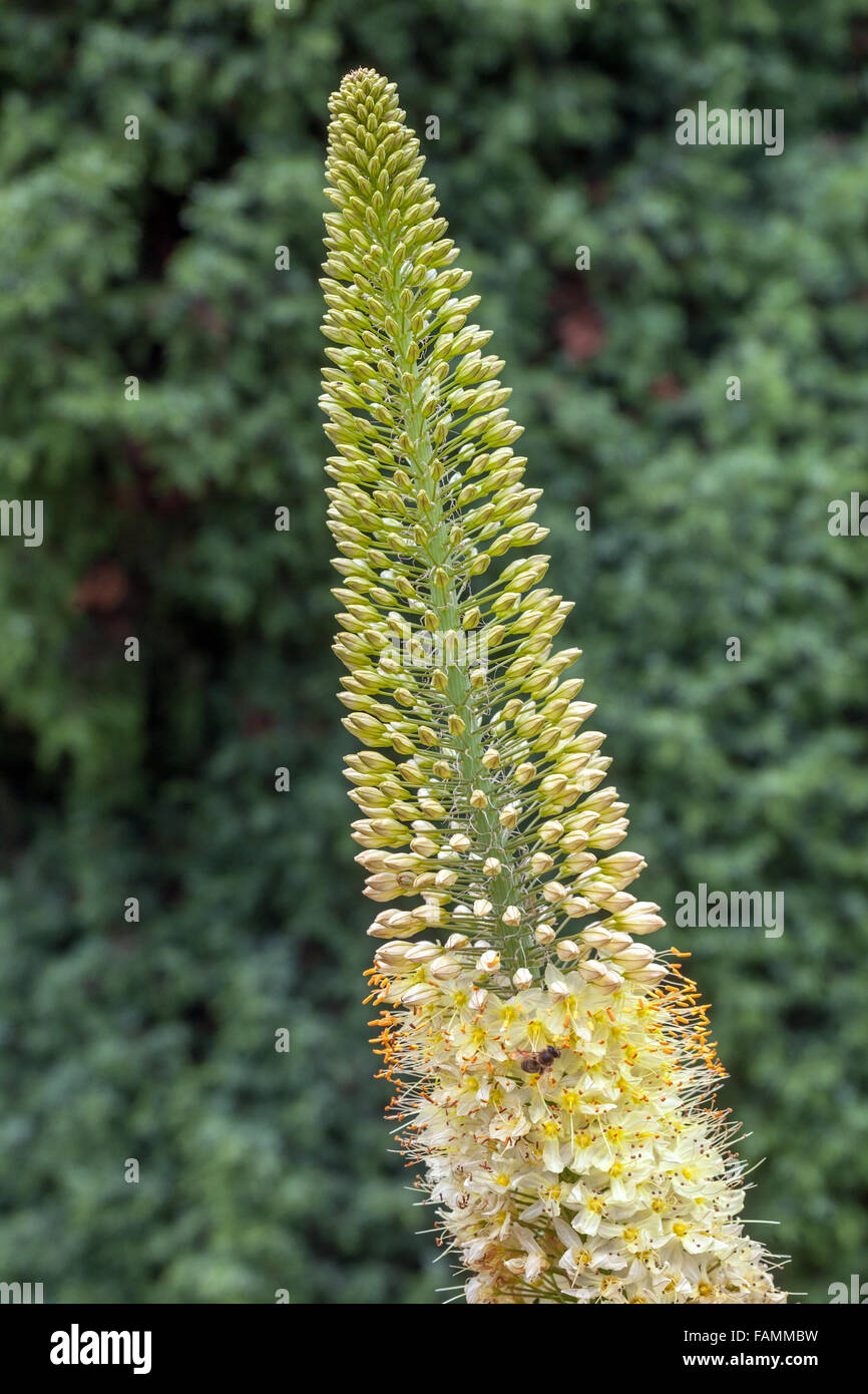 Eremurus Isabellinus Cleopatra Foxtail Lily, Wüste Kerze, dekorative Pflanze Stockfotografie