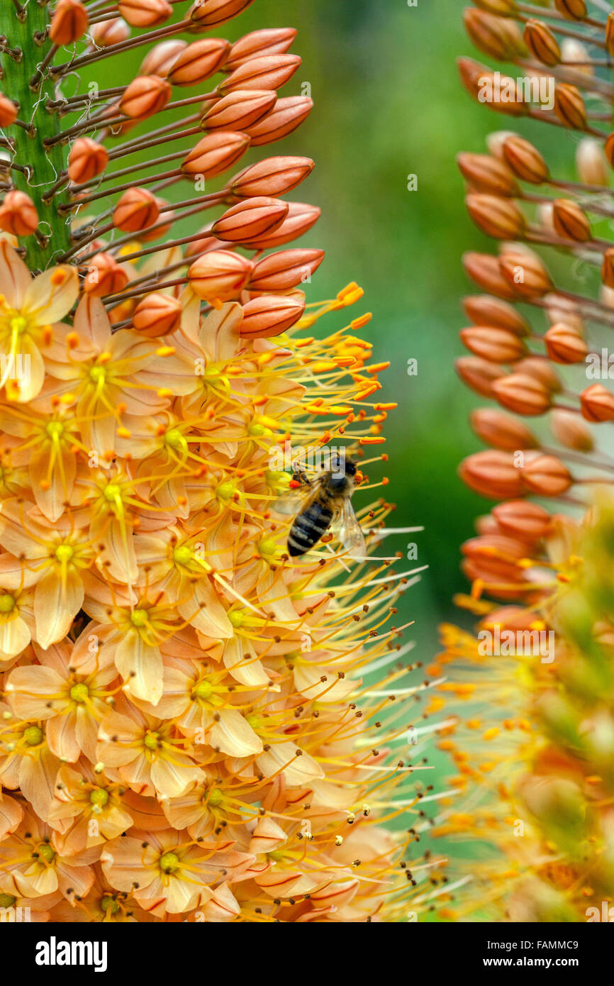 Eremurus Unterarten Isabellinus Cleopatra Foxtail Lily, Wüste, Kerze, dekorative Pflanze, Biene auf Blume Stockfoto