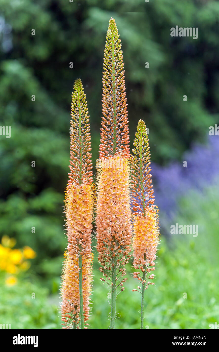 Eremurus Unterarten Isabellinus Cleopatra Foxtail Lily, Wüste, Kerze, dekorative Pflanze, Blume Spike Stockfoto