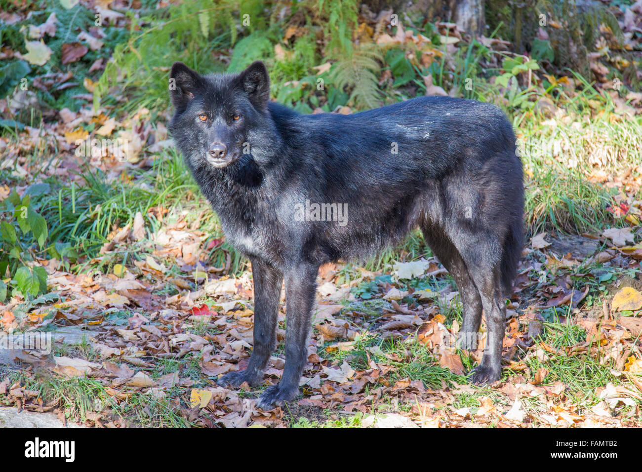 Schwarzen Timber Wolf im herbstlichen Wald Stockfoto