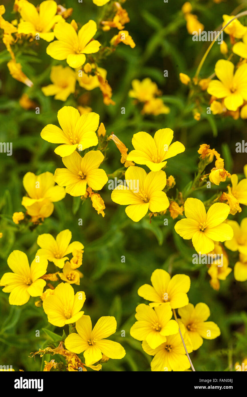 Linum dolomiticum Goldener Flachs Stockfoto