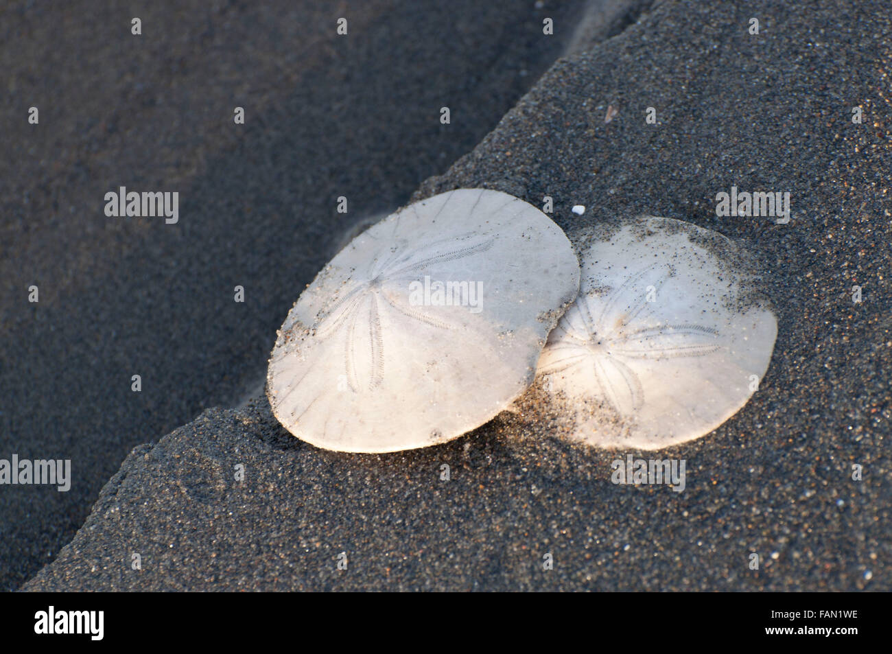 Zwei Sand-Dollars am Strand, fotografiert in Ocean Shores, WA, Grays Harbor, USA. Stockfoto