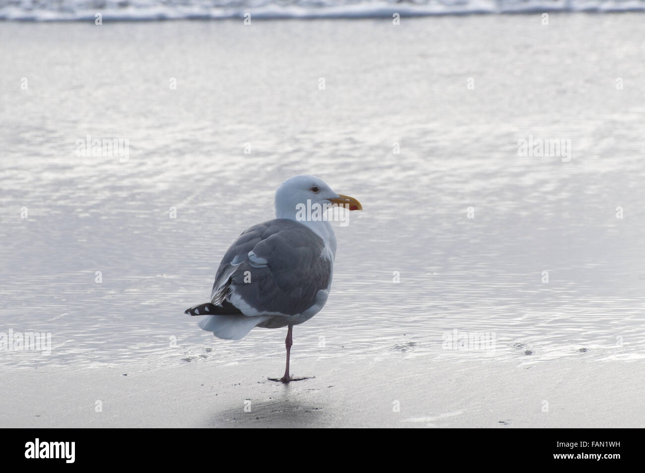 Eine Möwe in Ocean Shores, WA, Grays Harbor, USA. Stockfoto
