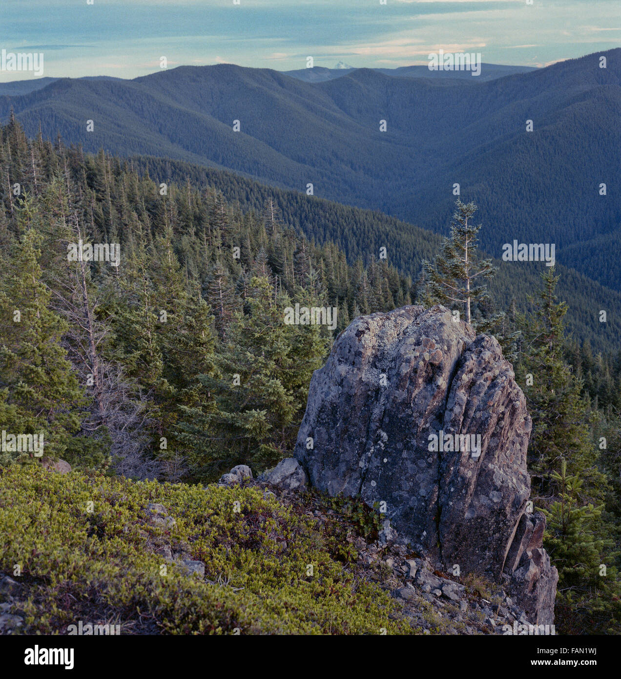 Basalt-Boulder in der Wildnis Lachs Huckleberry Stockfoto