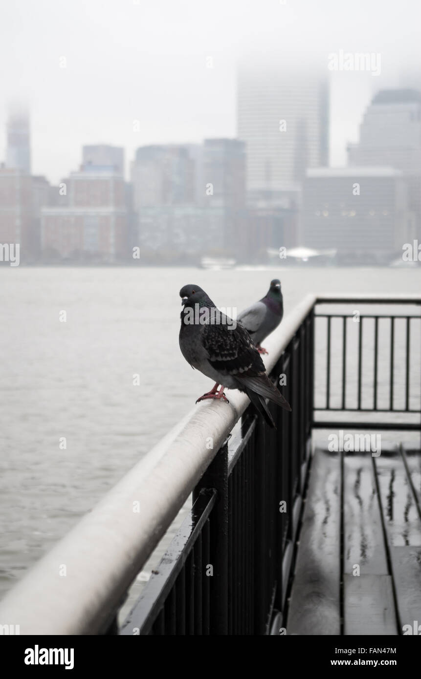 Städtische Tauben thront am Ende des Piers auf Jersey City Waterfront an einem nebligen, nassen Tag Blick auf die Skyline von NYC. Stockfoto