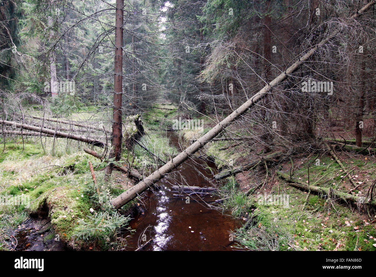 Wald im Naturschutzgebiet Kladska Torf, Tschechische Republik Stockfoto