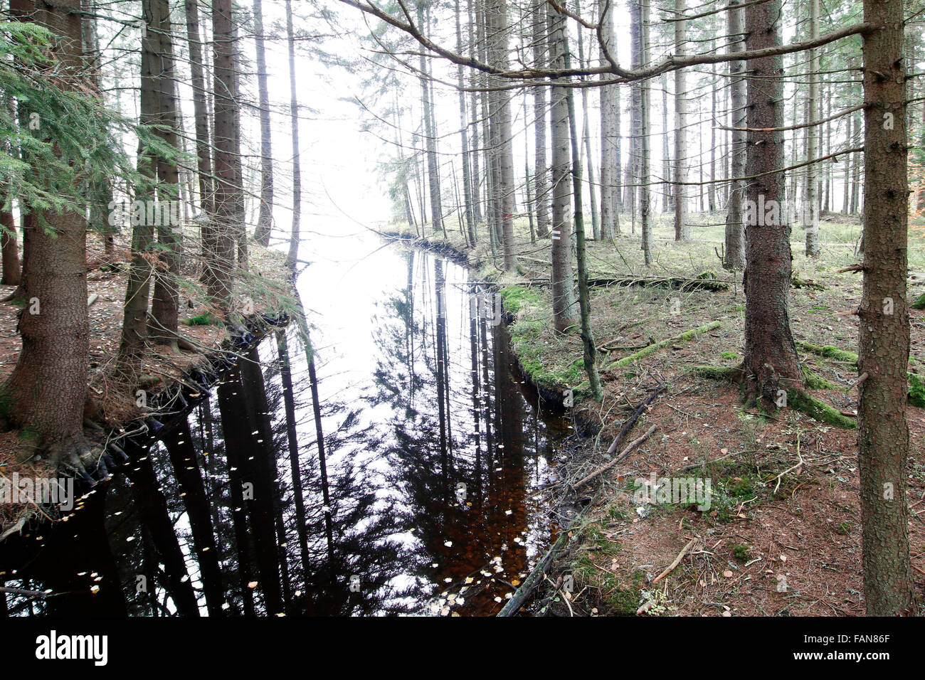 Kladska Torf - Glatzener Moor - ist ein nationales Naturreservat in Slavkov Woods Stockfoto