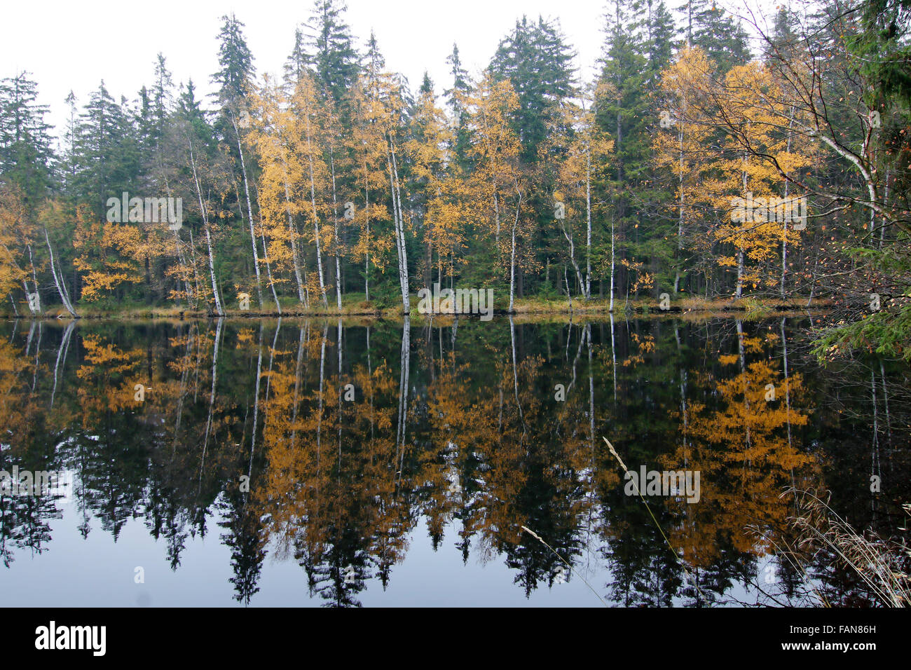 Herbstliche Bäume - Kladska Torf - Glatzener Moor - ist ein Nationales Naturschutzgebiet Slavkovský Stockfoto