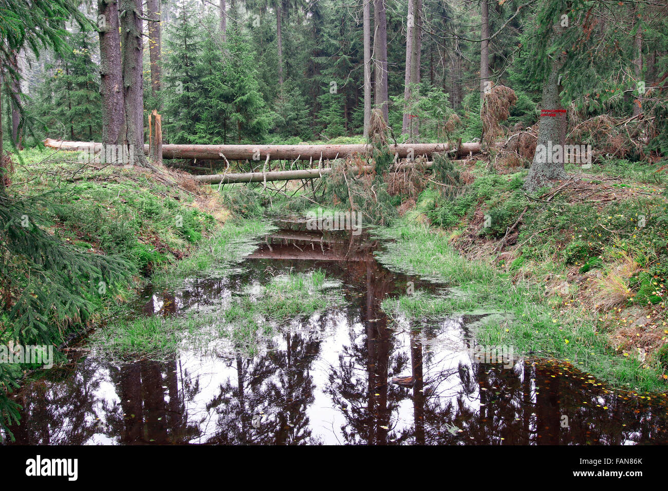 Wälder in Torfmooren Kladska - nationalen Naturschutzgebiet Slavkovský les Stockfoto