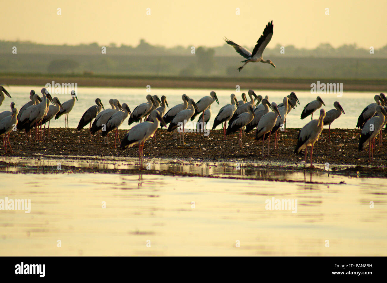 Eine Herde von lackierten Störche, ujani dam Backwaters, bhigwan, Maharashtra, Indien Stockfoto