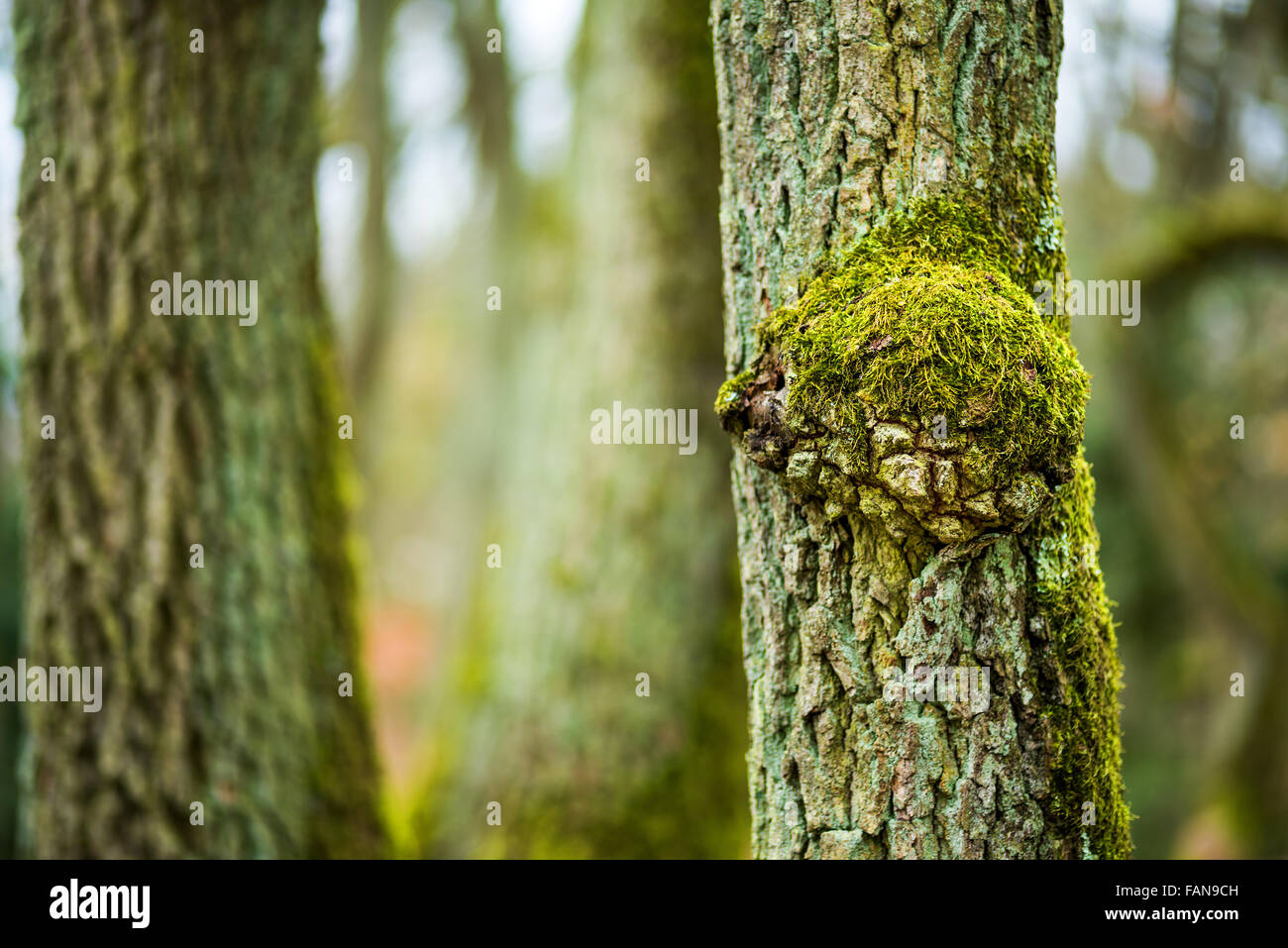 Wald-Baum Baumstumpf Natur frische Moosgrün, Geldbuße, Umwelt, Umweltverschmutzung, schöne, Luft, Natur, Natur Hintergrund unscharf, s Stockfoto