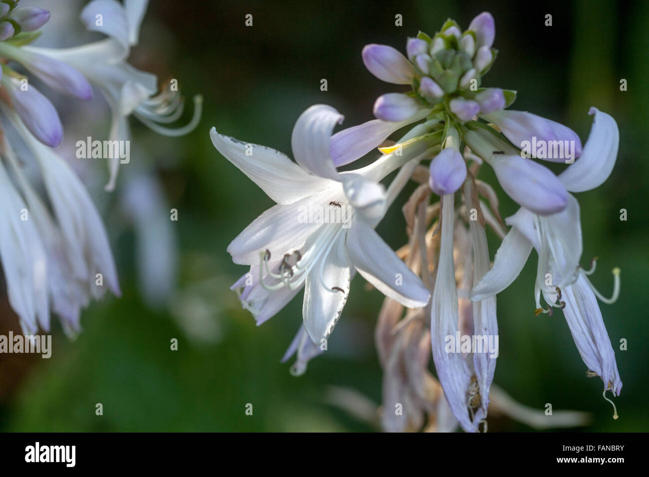 Hosta Blooming, Pflanzen für schattige Teile des Gartens Stockfoto