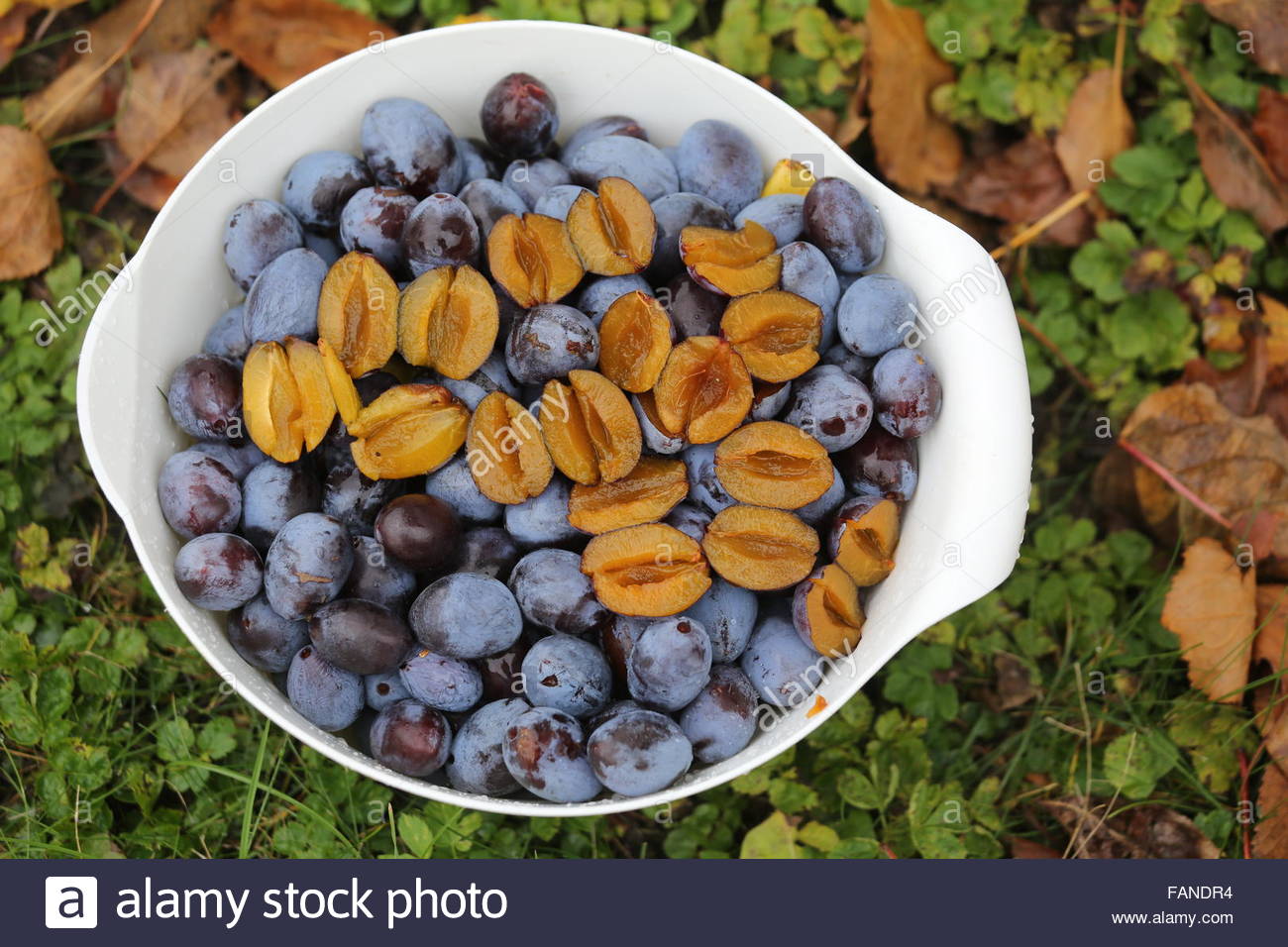 Frische Pflaumen in einer weißen Schüssel in einem Garten im Herbst. Stockfoto